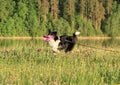 Running black and white dog - Border Collie Royalty Free Stock Photo