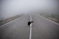 Black and white dog border collie stand on road in fog