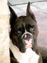 Black and White Dog Boxer Royalty Free Stock Photo