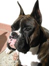 Black and White Dog Boxer Royalty Free Stock Photo