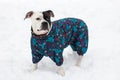 Black and white dog in clothes. Royalty Free Stock Photo