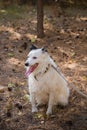 Black and white dog in a collar on a leash, sits on a lawn in an autumn park. He looks out of the way.