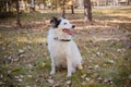 Black and white dog in a collar on a leash, sits on a lawn in an autumn park. He looks out of the way.