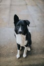 Black and white dog with crazy ears and cute paws sitting on the ground while looking at the camera Royalty Free Stock Photo