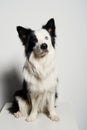 Dog with different colored eyes on white box Royalty Free Stock Photo
