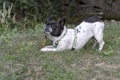 Black and white dog of the French bulldog breed biting and playing with a stick