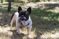 Black and white dog of the French bulldog breed, eating grass