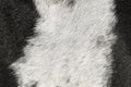 Black and white dog fur texture Royalty Free Stock Photo