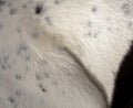 Black and white dog fur texture. Royalty Free Stock Photo