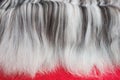 Black and white dog hair. Tibetan terrier dog hair. Long haired dog grooming. Pet care