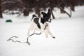 Black and white dog jumps in the snow on the white winter background Royalty Free Stock Photo