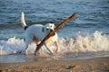 Black and white dog with large stick at the beach