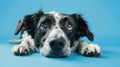 The sad black and white dog.AI generated image Royalty Free Stock Photo