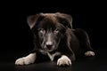 Black and white dog laying down on black surface with its paws on the ground. Generative AI Royalty Free Stock Photo