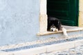 Relaxed dog laying at an open door for siesta