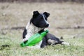 Black and white dog lies on the grass and tries to open a plastic green bottle with lemonade.