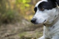 Black and white dog looking at the distance. Cute expression Royalty Free Stock Photo