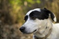 Black and white dog looking at the distance. Cute expression Royalty Free Stock Photo