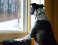 Black & White Dog Looks At Snow Out The Window