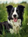 Black and White Dog Laying in Grass