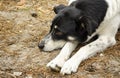 Black white Dog lying on forest ground. Dog with brown eyes. Pet put muzzle on paws. Sad mixed breed dog. Non breed dog basking, Royalty Free Stock Photo