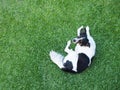 A black and white dog lying on the green grass . Royalty Free Stock Photo