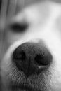 Black and white dog nose.