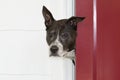 Black and white dog peeks out of a red door