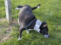 Black & White Dog Pees on a Post