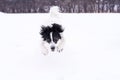 Black and white dog playing in the snow