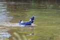 Black and white dog retrieves a stick from the water Royalty Free Stock Photo