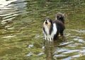 Rough Collie Barking In Water