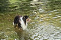 Black And White Dog - Rough Collie In Water