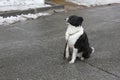 Black-white dog sitting on its hind legs on the asphalt 30347 Royalty Free Stock Photo