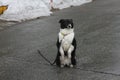 Black-white dog sitting on its hind legs on the asphalt 30349 Royalty Free Stock Photo