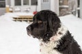 Black and White Dog in the Snow