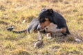 Black and white dog in spring. Appenzeller Mountain Dog. Huge dog chewing on a stick