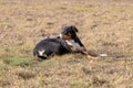 Black and white dog in spring. Appenzeller Mountain Dog. Huge dog chewing on a stick