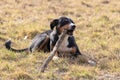 Black and white dog in spring. Appenzeller Mountain Dog. Huge dog chewing on a stick