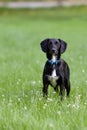 Black and white dog standing in grass staring intensely at camera Royalty Free Stock Photo