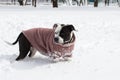 a black and white dog in a sweatshirt is playing in the snow. Royalty Free Stock Photo