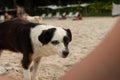 A black and white dog walks on the beach sand Royalty Free Stock Photo