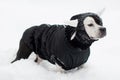 A black and white dog warmly dressed in winter clothes.