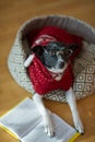 Black - white dog wearing glasses and red suit on his couch in the middle of an empty room. Royalty Free Stock Photo