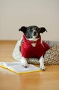 Black - white dog wearing glasses and red suit on his couch in the middle of an empty room. Royalty Free Stock Photo