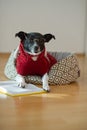 Black - white dog wearing glasses and red suit on his couch in the middle of an empty room. Royalty Free Stock Photo