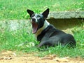 Black and white dog yawning Royalty Free Stock Photo
