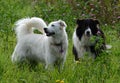 Black and white dogs in the field with clover