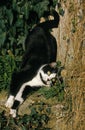 Black and White Domestic Cat, Adult Rubbing against Tree Trunk