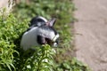 Black and white domestic cat eating grass Royalty Free Stock Photo